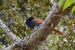 Paradise Flycatcher - Photo Credit: Photo by Geoffrey Musera on Unsplash