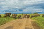 Elephants - Photo Credit: Photo by Matt Cramblett on Unsplash