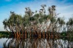 Yellow River mangroves - Photo Credit: Photo by Rod Long on Unsplash