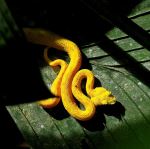 Eyelash viper - Photo Credit: Photo by Steve Franklin on Unsplash