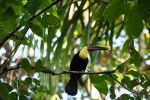 Chestnut billed toucan - Photo Credit: Photo by iulian aghei on Unsplash
