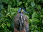Bare Throated Tiger Heron - Photo Credit: Photo by Ray Harrington on Unsplash
