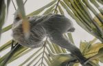 Sloth - Photo Credit: Photo by Christian Holzinger on Unsplash