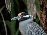 Yellow Crowned Night Heron - Photo Credit: Photo by Ray Harrington on Unsplash