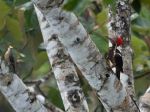 Lineated and Red-crowned woodpecker - Photo Credit: Photo by Hongbin on Unsplash