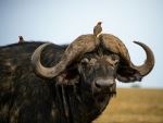 Oxpeckers and Cape Buffalo - Photo Credit: Photo by Terry Granger on Unsplash
