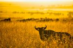  Photo Credit: Photo by Bibhash (Polygon.Cafe) Banerjee on Unsplash