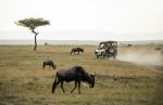 Wildebeest - Photo Credit: Photo by David Clode on Unsplash