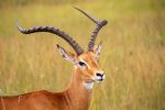 Impala - Photo Credit: Photo by Michael Starkie on Unsplash