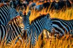  Photo Credit: Photo by Bibhash (Polygon.Cafe) Banerjee on Unsplash