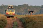 Ostrich - Photo Credit: Photo by Florentina Tilvic on Unsplash