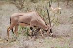 Beisa's oryx - Photo Credit: Image by Ndeithi from Pixabay