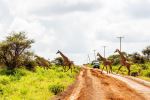  Photo Credit: Image by Africa Vacation Safaris from Pixabay