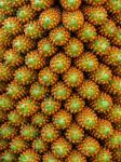 Gunnera Plant - Photo Credit: Photo by William Warby on Unsplash