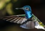 White-necked Jacobin - Photo Credit: Photo by Chris Charles on Unsplash