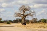  Photo Credit: Photo by Uzuri Safaris Tanzania on Unsplash