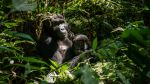 Gorillas - Photo Credit: Photo by 2H Media on Unsplash