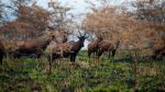 A herd of Topi - Photo Credit: Photo by 2H Media on Unsplash