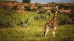 Giraffe - Photo Credit: Photo by 2H Media on Unsplash