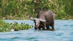 Water Buffalo in the Kazinga Channel - Photo Credit: Photo by 2H Media on Unsplash