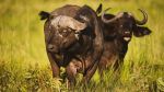 Water buffalo - Photo Credit: Photo by 2H Media on Unsplash