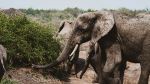 Elephants - Photo Credit: Photo by 2H Media on Unsplash