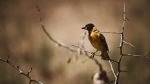 weaver bird - Photo Credit: Photo by 2H Media on Unsplash