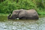 Elephant in water in Kazinga Channel. - Photo Credit: Photo by Dmitrii Zhodzishskii on Unsplash