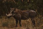 Warthog - Photo Credit: Photo by 2H Media on Unsplash