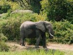 Elephant - Photo Credit: Photo by Edu González on Unsplash