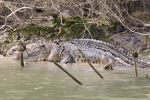 Saltwater crocodile - Photo Credit: Photo by Kaptured by Kasia on Unsplash