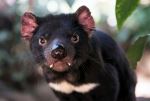 Tasmanian devil - Photo Credit: Photo by David Clode on Unsplash