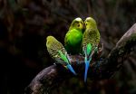 Budgies - Photo Credit: Photo by David Clode on Unsplash