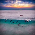 Dolphins - Photo Credit: Photo by Nick Dunn on Unsplash
