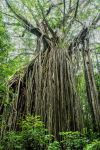 Curtain fig tree - Photo Credit: Photo by David Clode on Unsplash