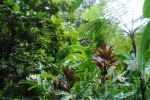 Diamond Botanical Gardens - Photo Credit: Photo by JR Harris on Unsplash