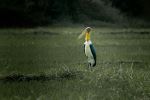 Lesser Adjutant Stork - Photo Credit: Photo by Sushanta Rokka on Unsplash