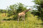 Giraffe - Photo Credit: Photo by 2H Media on Unsplash