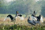 Two Saddle billed storks and a Shoebill - Photo Credit: Photo by Wietse Jongsma on Unsplash