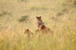 Lions - Photo Credit: Photo by Gabriel Schumacher on Unsplash