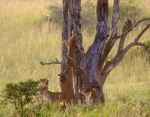 Lions - Photo Credit: Photo by Gabriel Schumacher on Unsplash