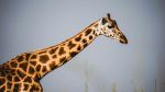 Giraffe - Photo Credit: Photo by 2H Media on Unsplash