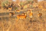 Antelope - Photo Credit: Photo by Sam Balye on Unsplash
