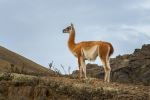 Guanaco - Photo Credit: Photo by Chris Stenger on Unsplash