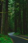 Hoh Rainforest - Photo Credit: Photo by Joshua Woroniecki on Unsplash