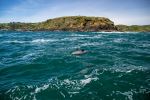 Dolphins - Photo Credit: Photo by David Vives on Unsplash