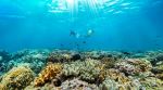 Snorkeling - Photo Credit: Photo by Queensland, Australia on Unsplash