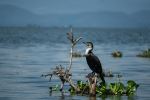 Cormorant - Photo Credit: Photo by Mwandwe Chileshe on Unsplash