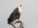 African fish eagle - Photo Credit: Photo by Hongbin on Unsplash
