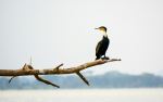  Photo Credit: Photo by Sneha Cecil on Unsplash